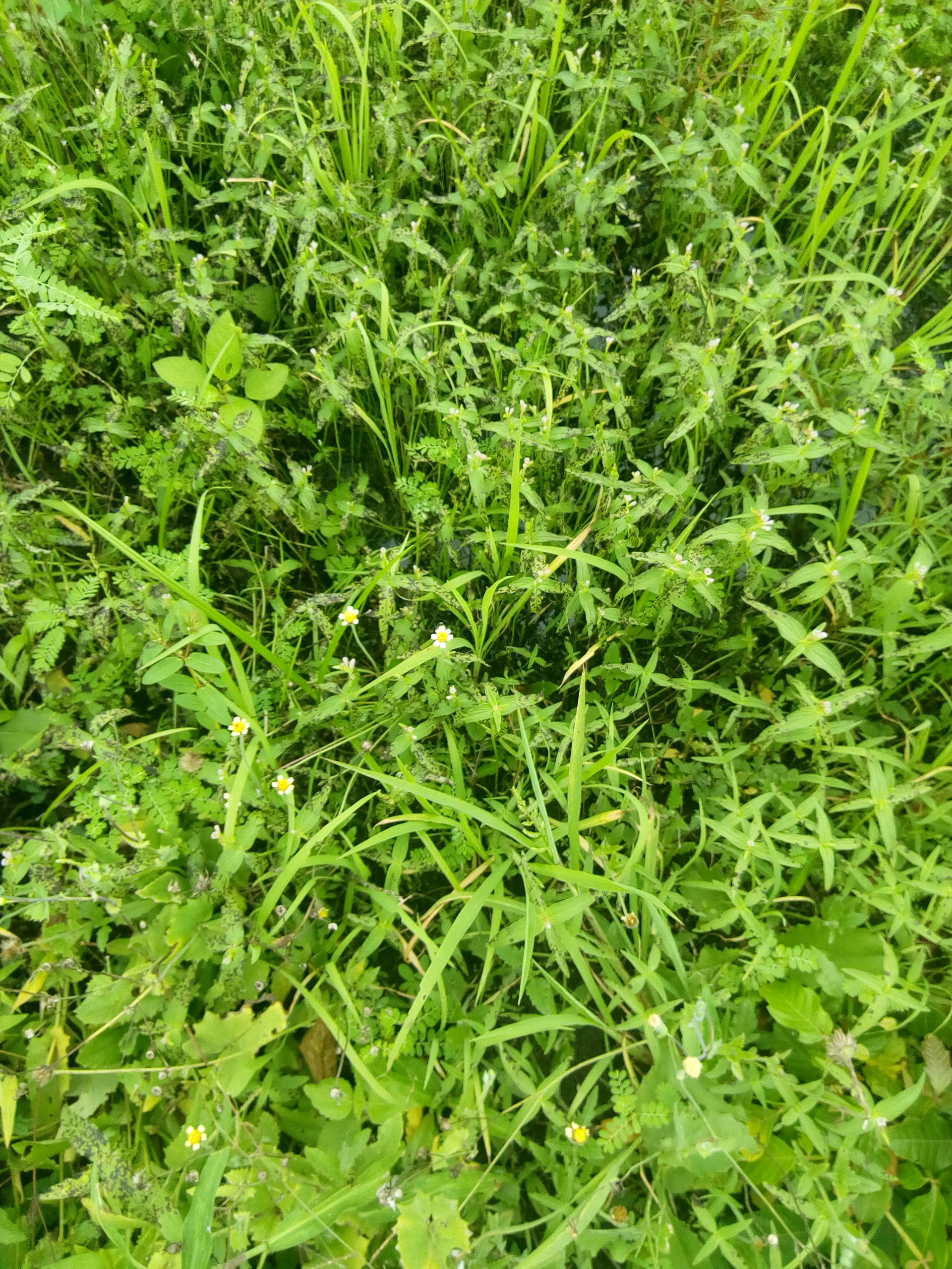 mauvais herbes pobé