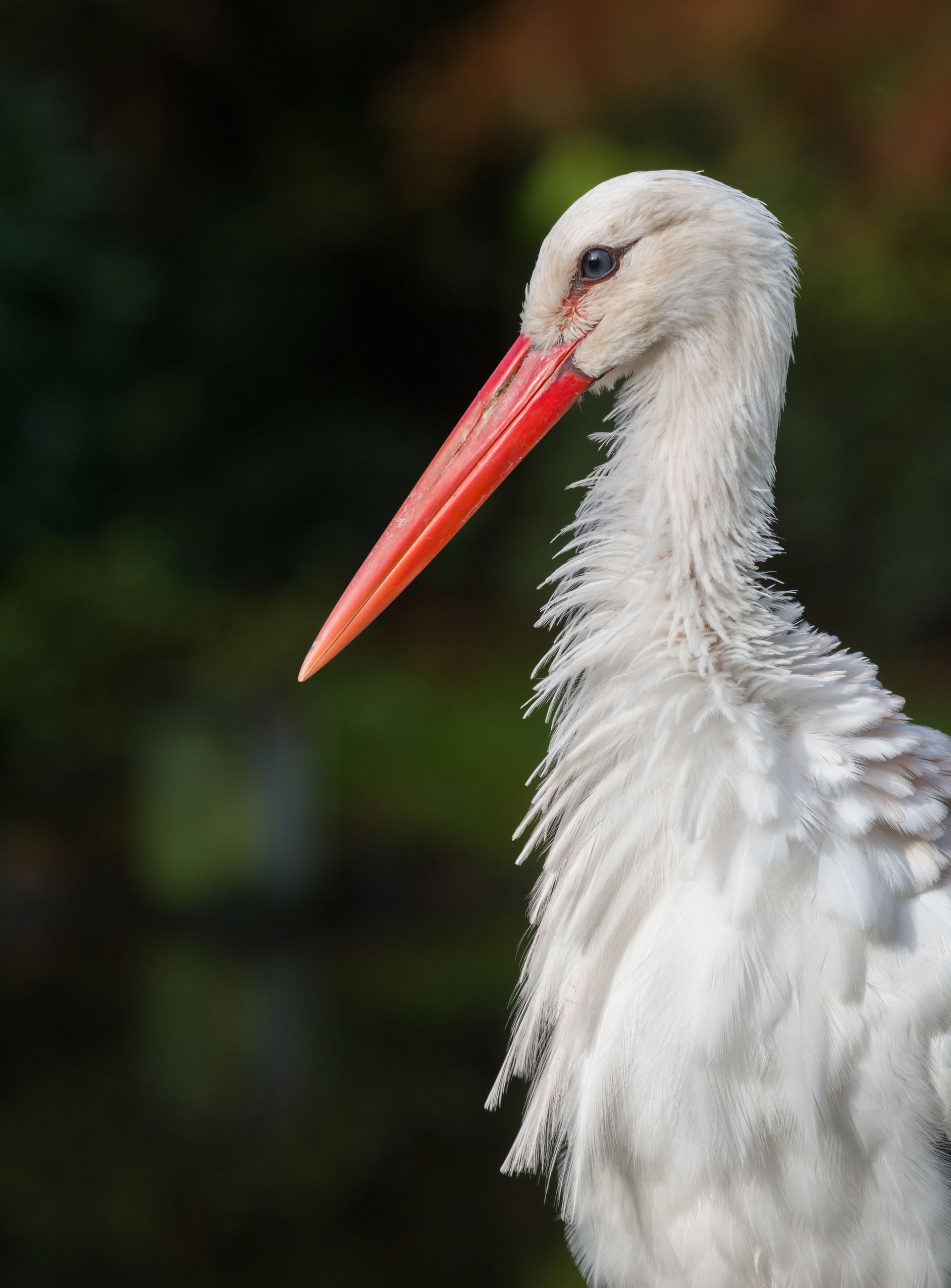 White stork(Ciconia ciconia) in Weltvogelpark Walsrode