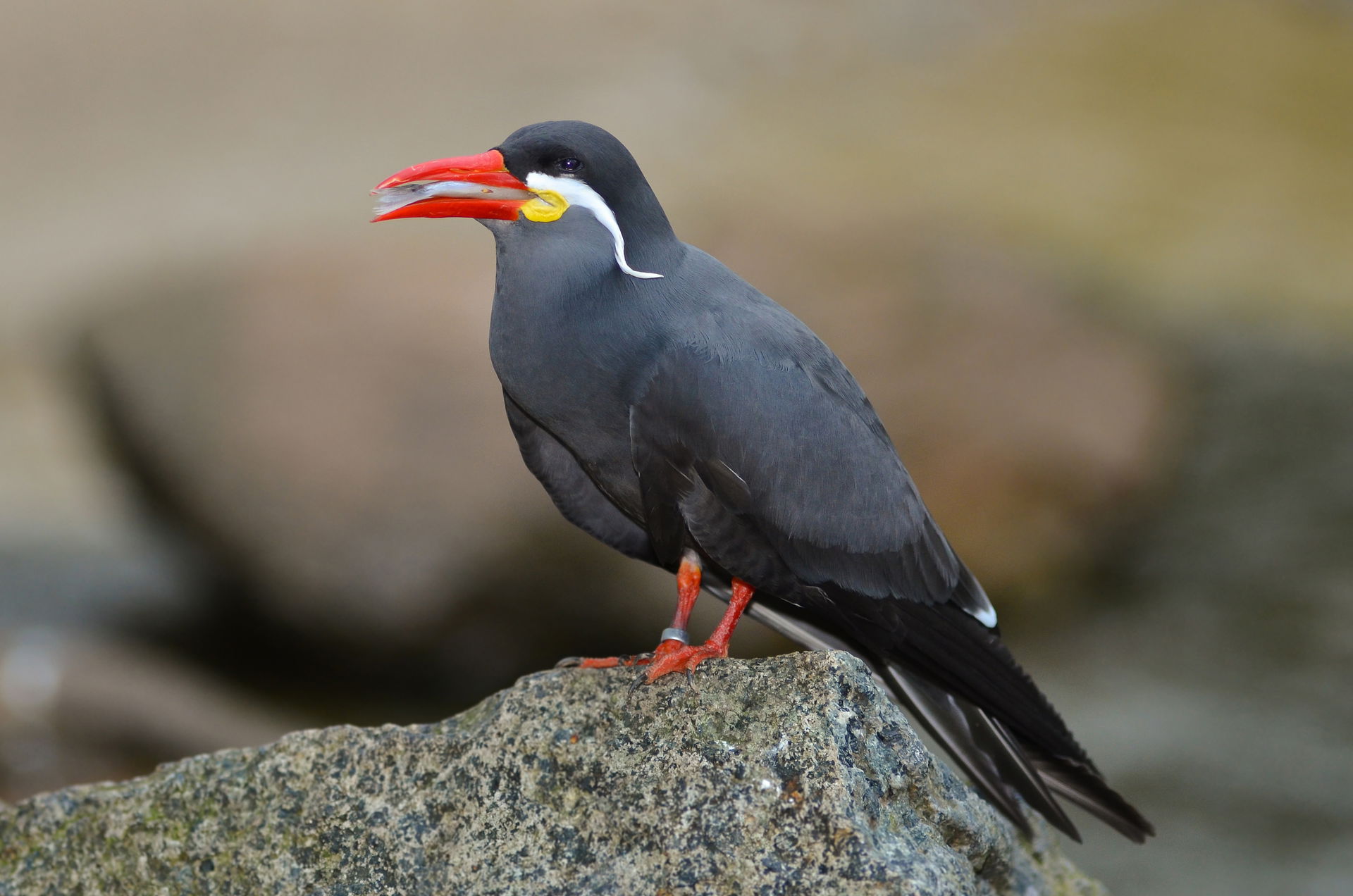 Inca Tern (Larosterna inca) at Weltvogelpark Walsrode (Walsrode…