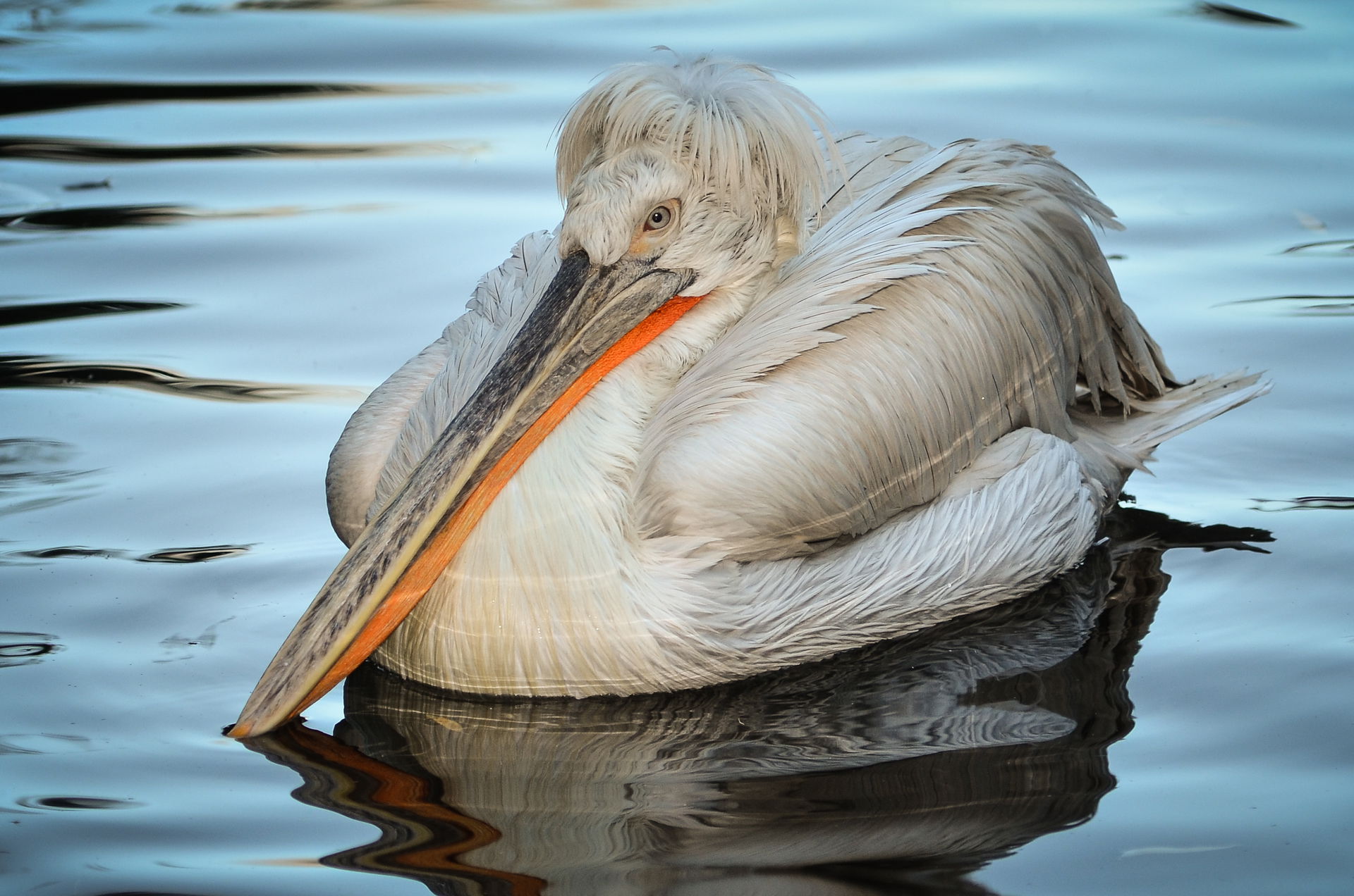 Dalmatian Pelican (Pelecanus crispus) on a fall afternoon at We…