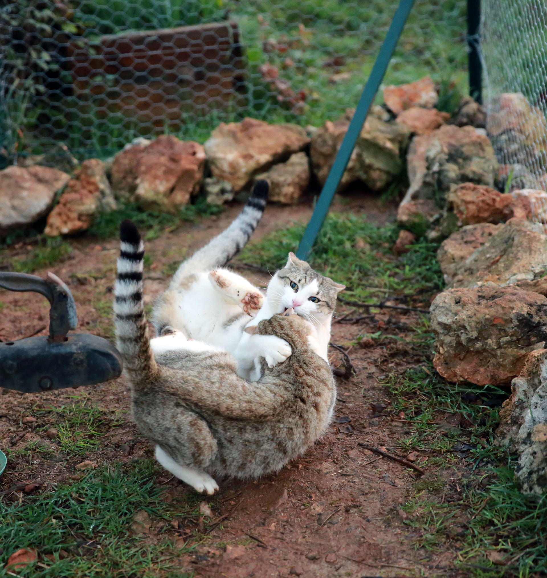 Cats games. Enclosure of feline - Animal Freedom "Animal Libert…