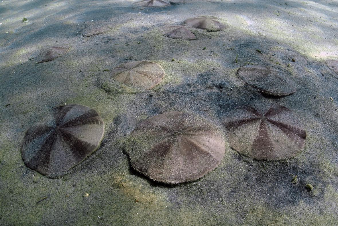 Fellaster zelandiae (Gray, 1855). Fellaster zelandiae sand-doll…