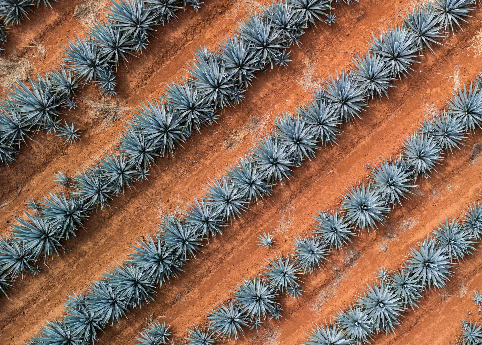 Agave field in Jalisco, Mexico