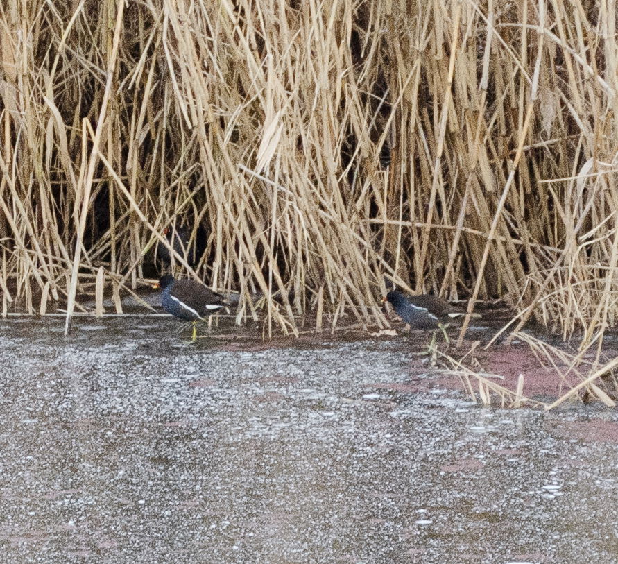 Common moorhens are hiding behind the reeds
