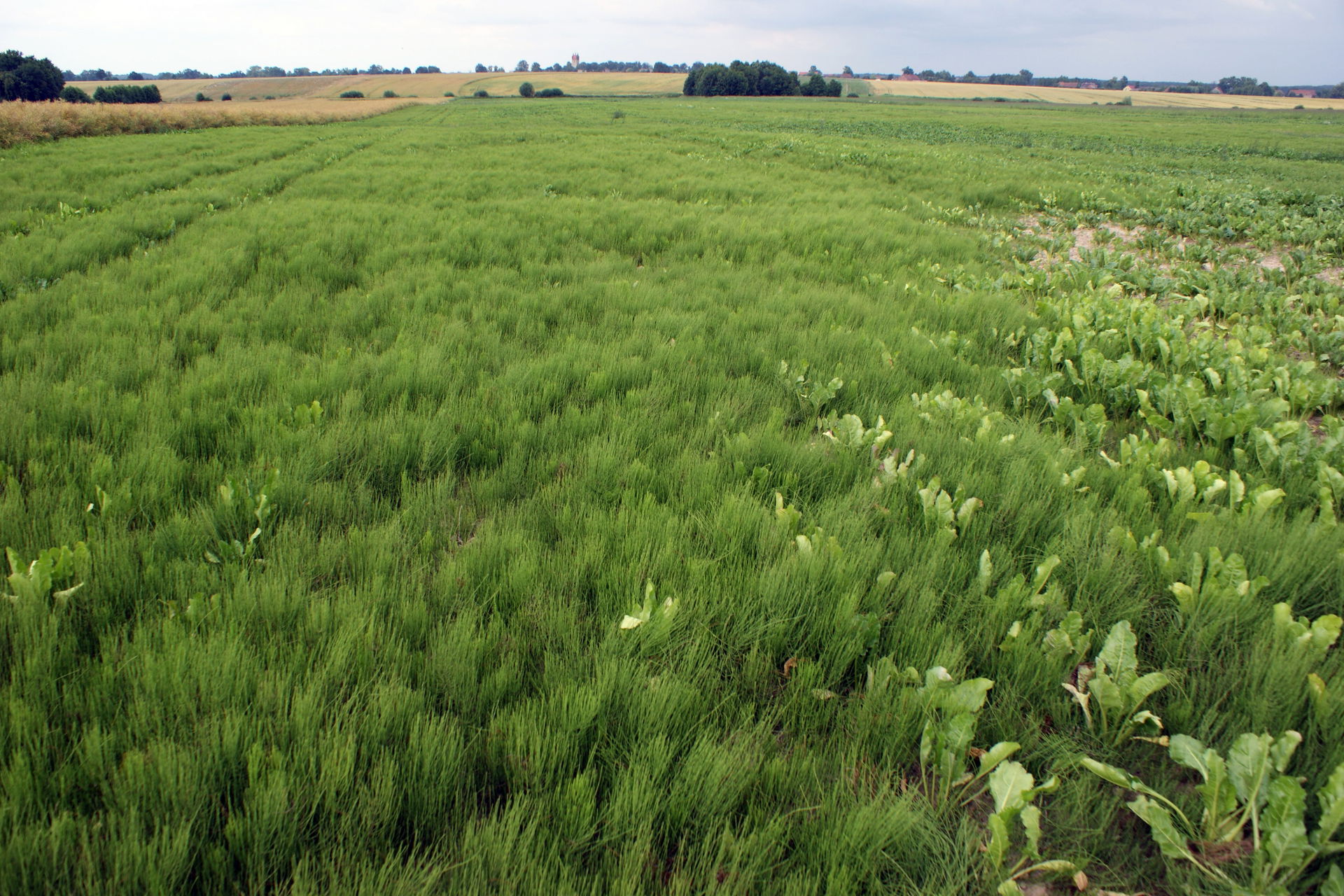 Equisetum arvense as weed in sugar beet field
