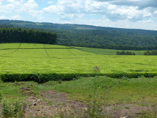 Kericho