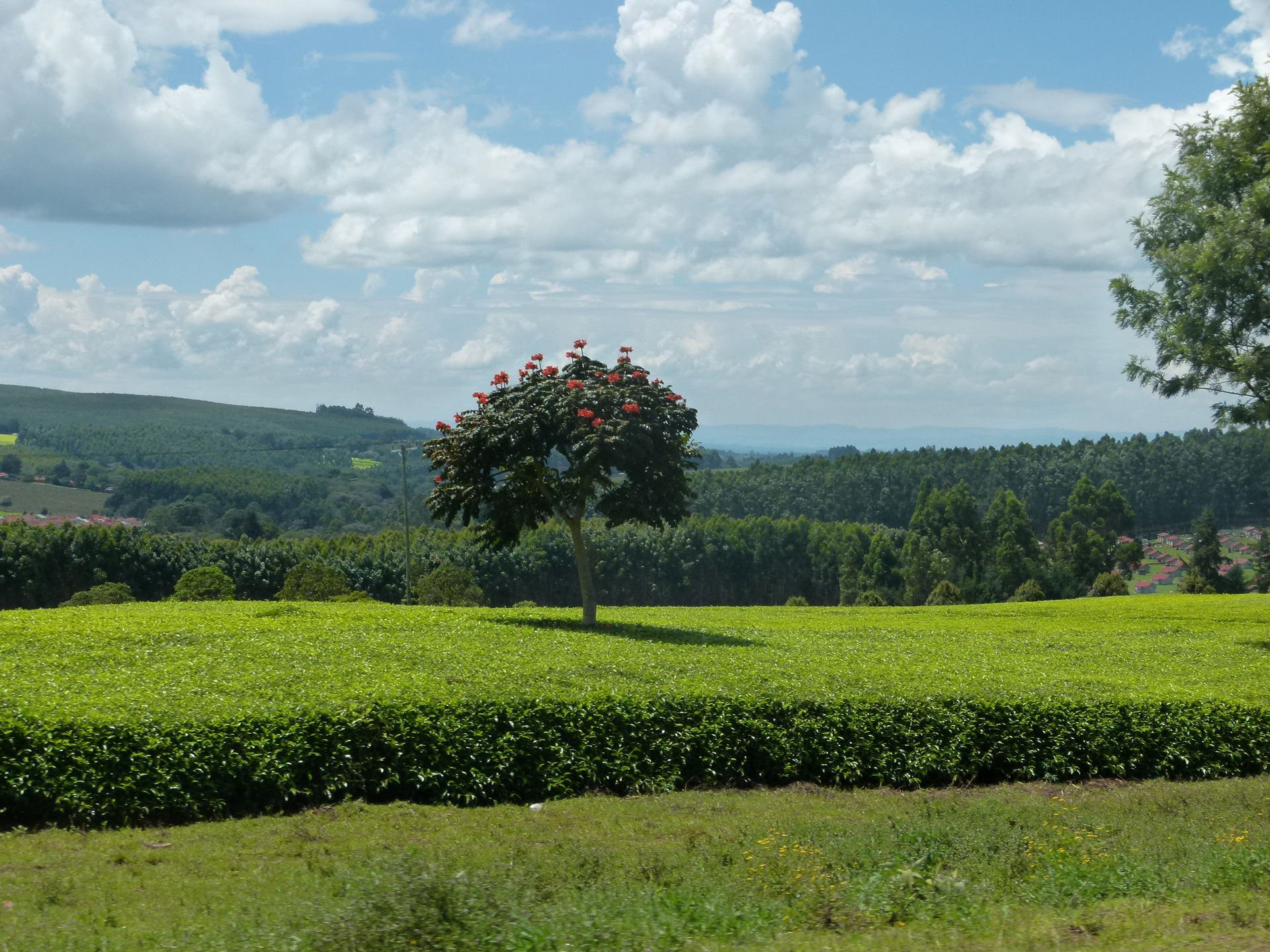 Kericho’s landscape and economy is dominated by tea farming and…