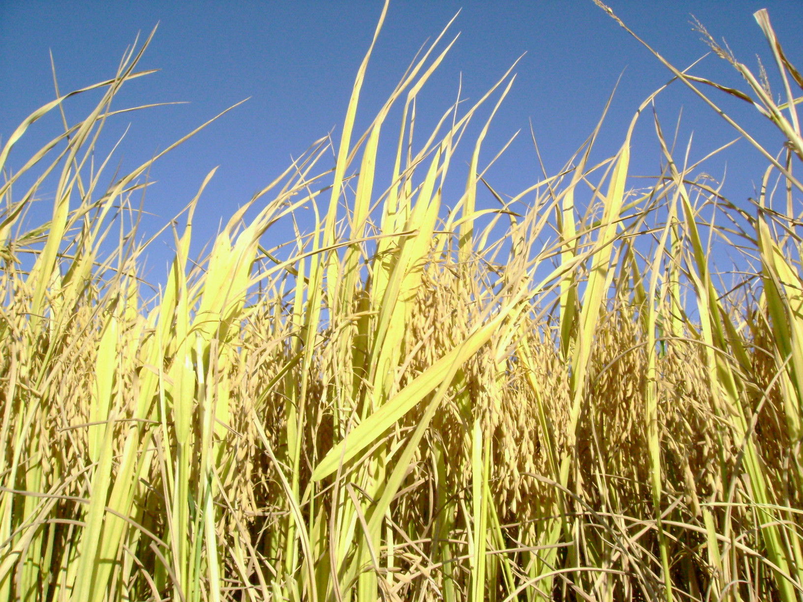 Fazenda Sarandi no município de Querência do Norte-Pr.