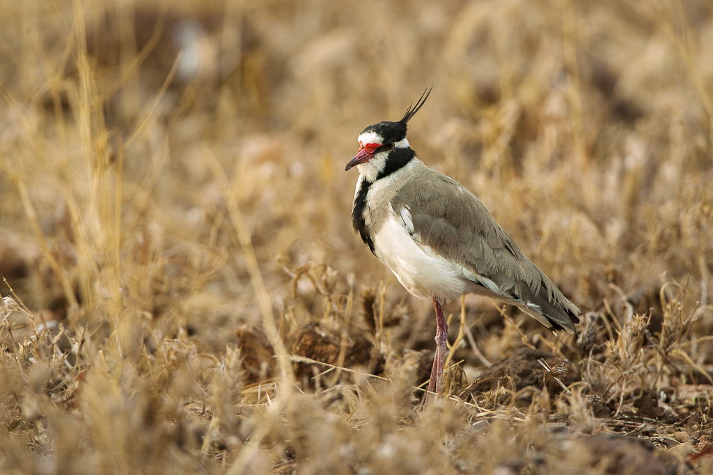 Black-headed Lapwing Vanellus tectus latifrons - Meru Kenya 06_…
