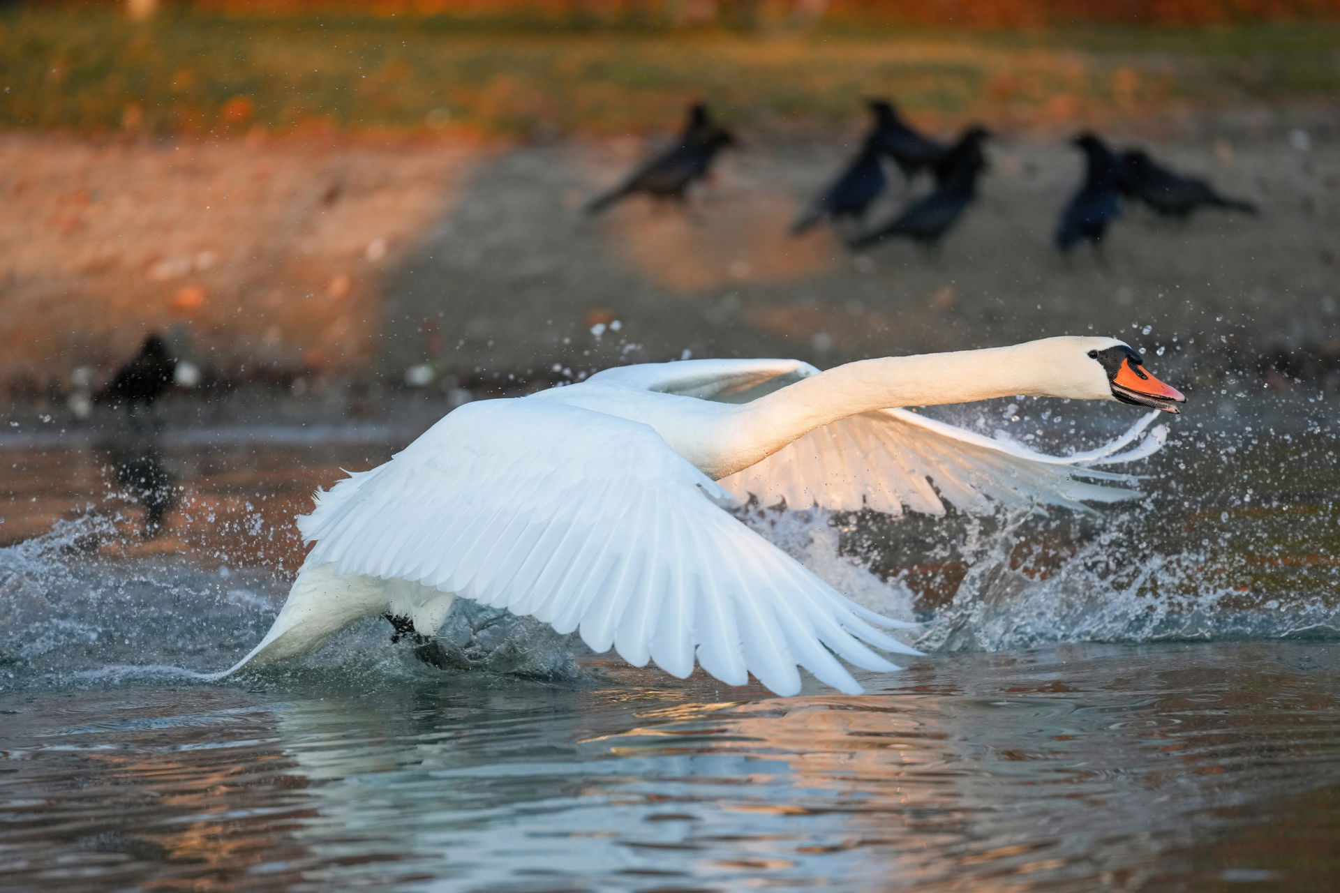 Wild Mute swan in flight at Lake Geneva during golden hour of s…