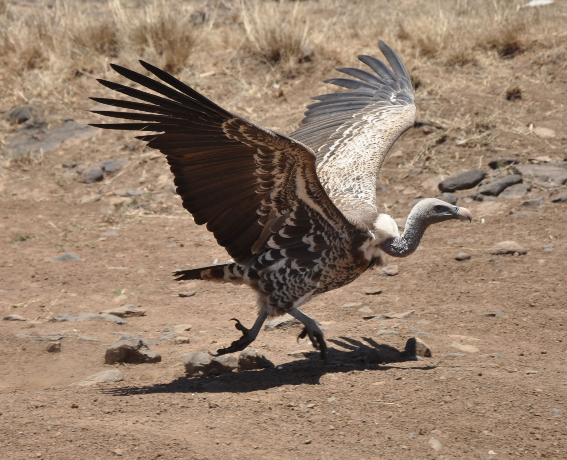 A Rüppell's Vulture at Nairobi National Park, Kenya. The shadow…