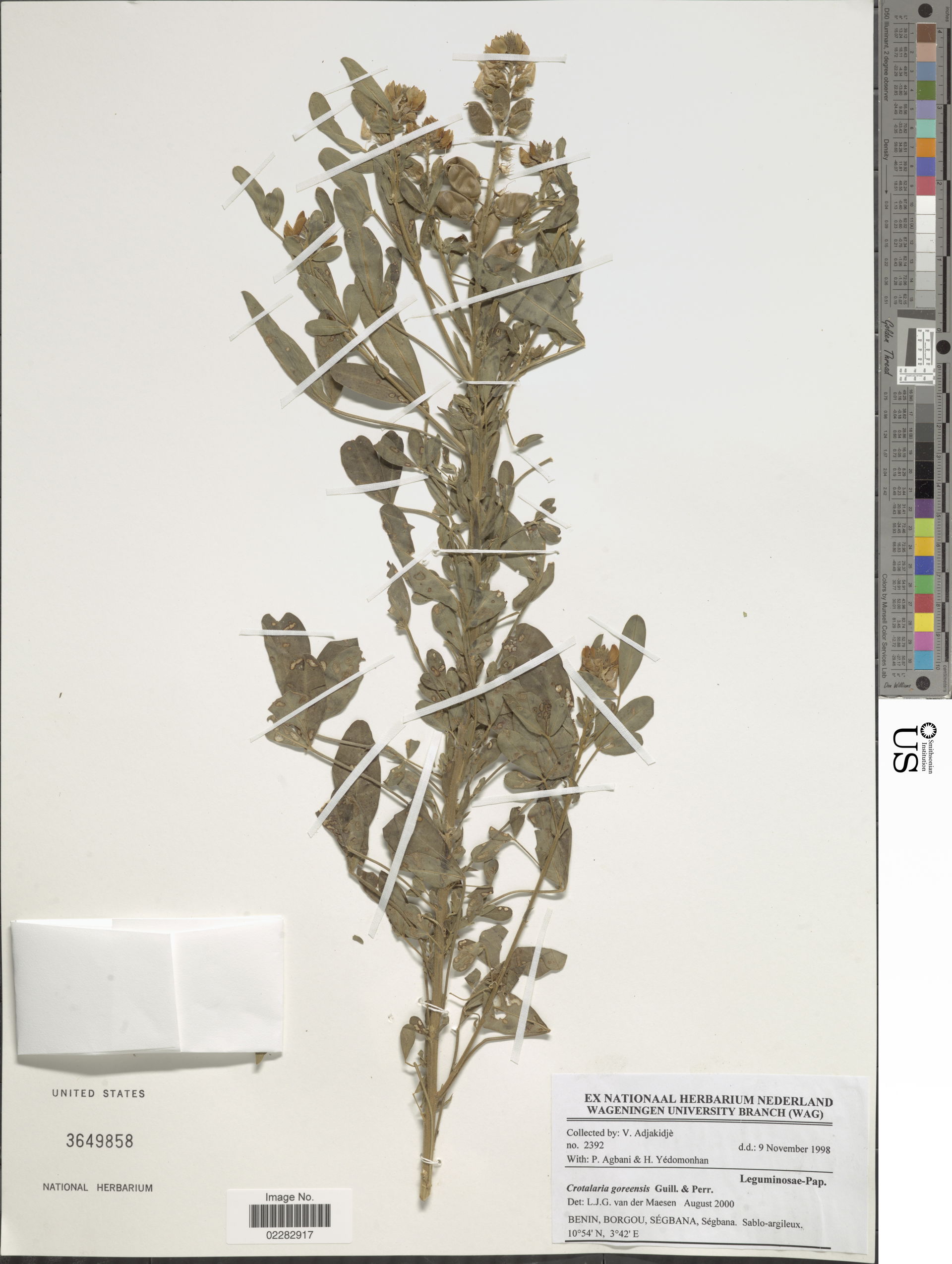 *Crotalaria goreensis Guill. & Perr.
Object Details
Biogeog…