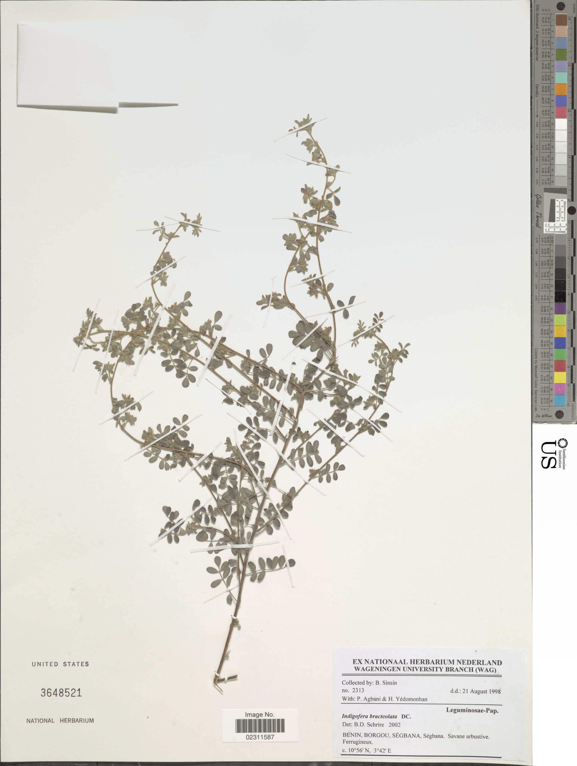 *Indigofera bracteolata DC.
Object Details
Biogeographical Regi…