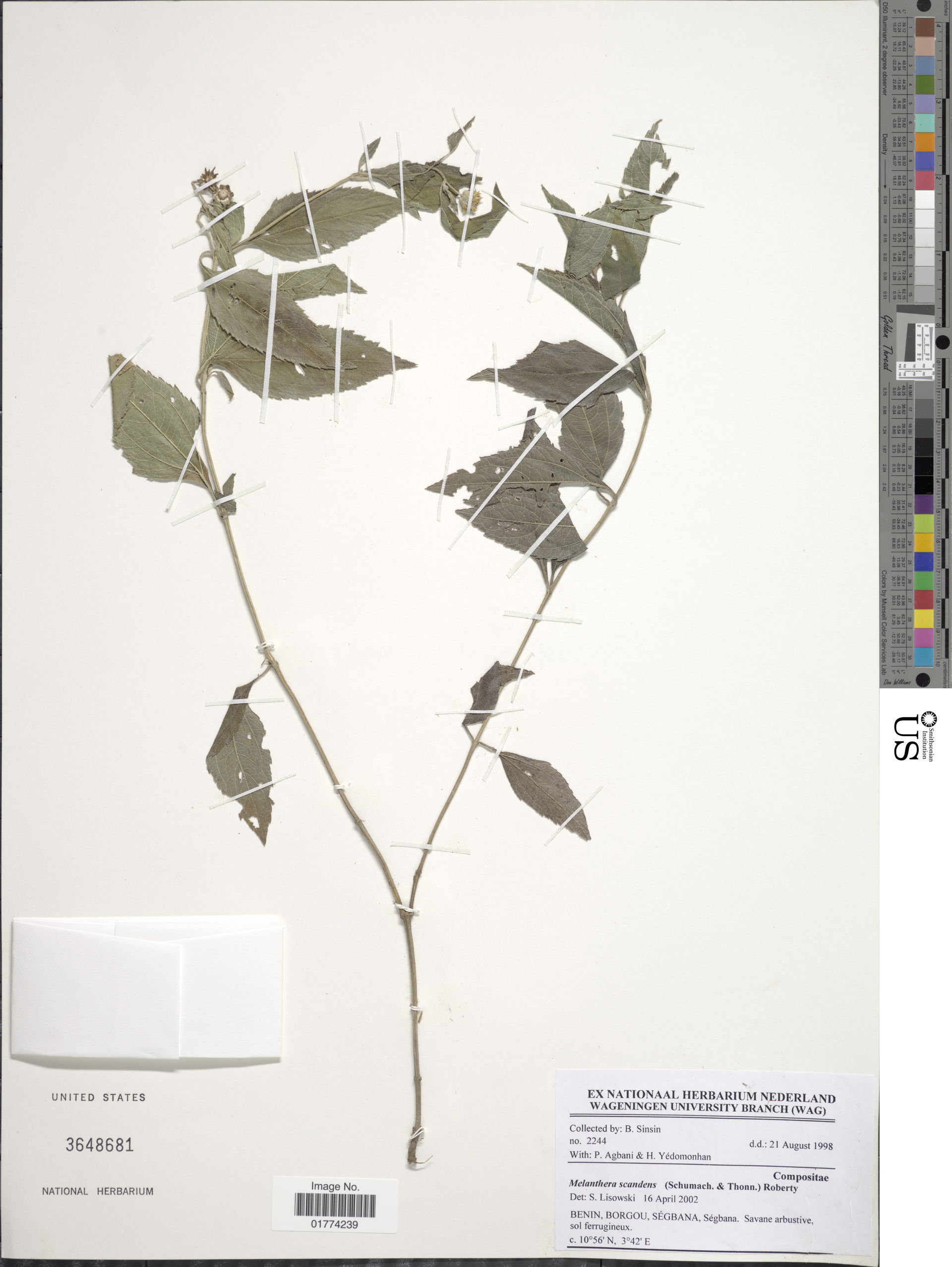 *Melanthera scandens
Object Details
Biogeographical Region
22 -…