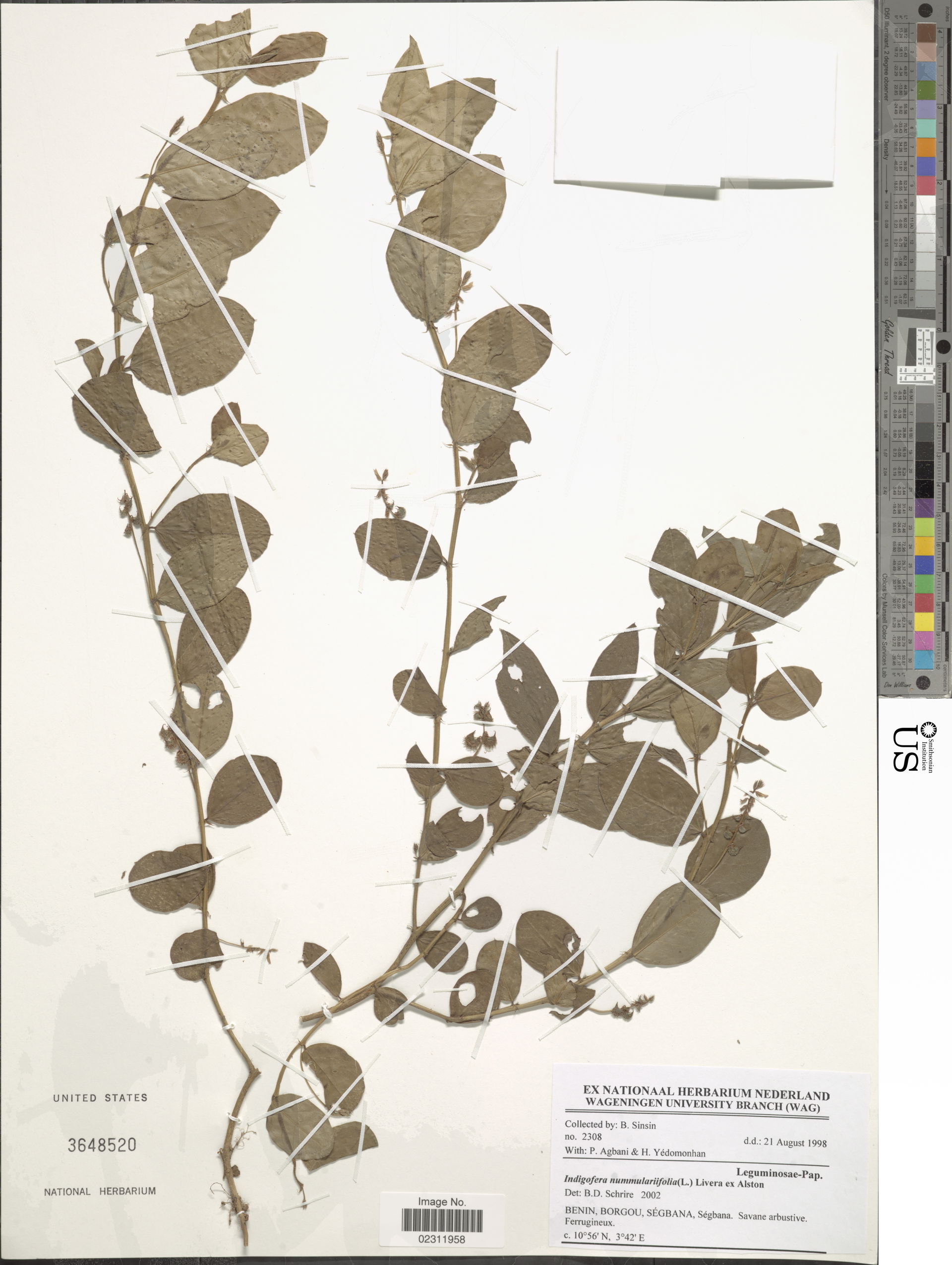 *Indigofera nummulariifolia (L.) Livera ex Alston
Object Detail…
