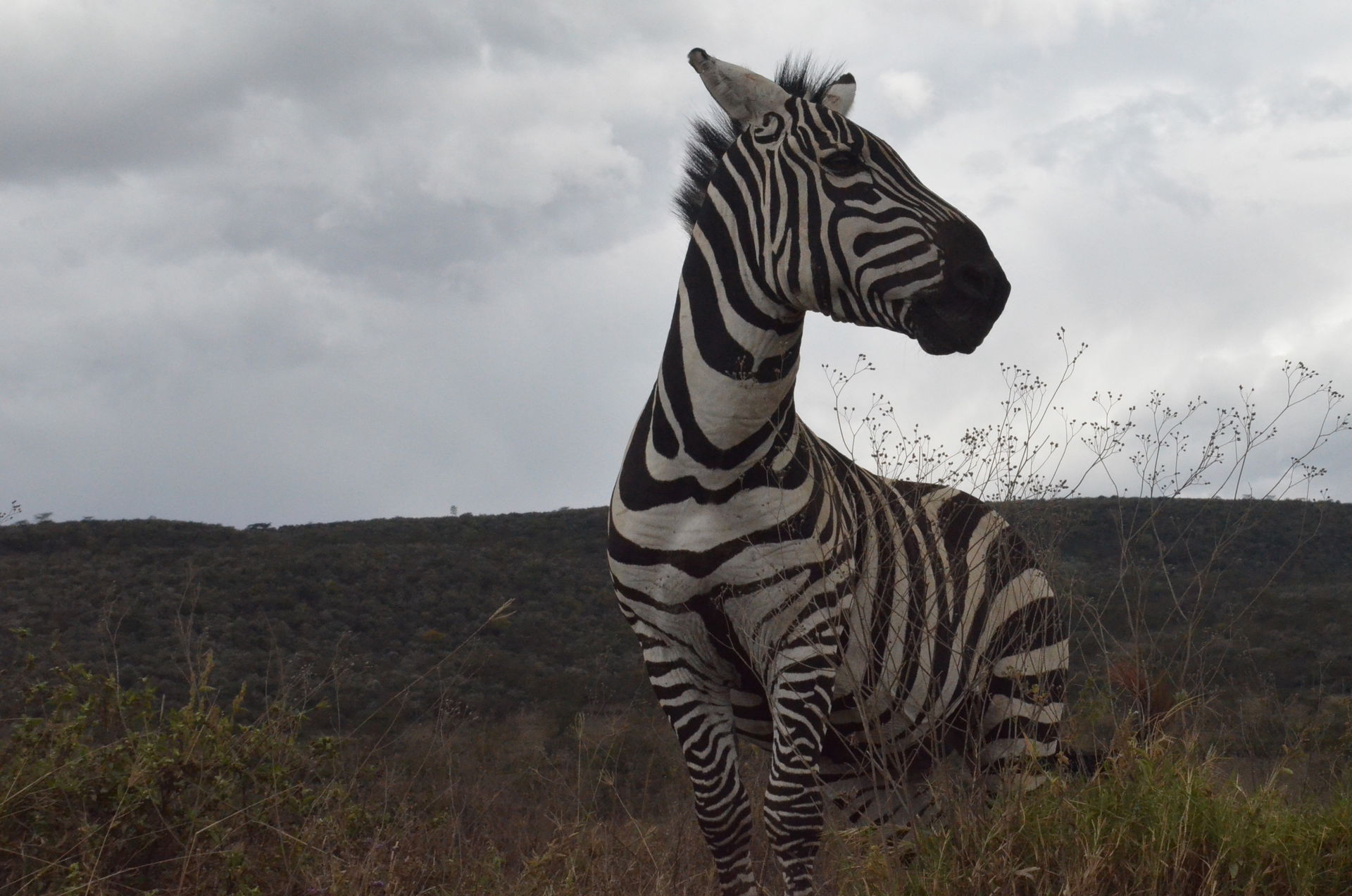 This picture was taken in Lake Nakuru national parkk during the…