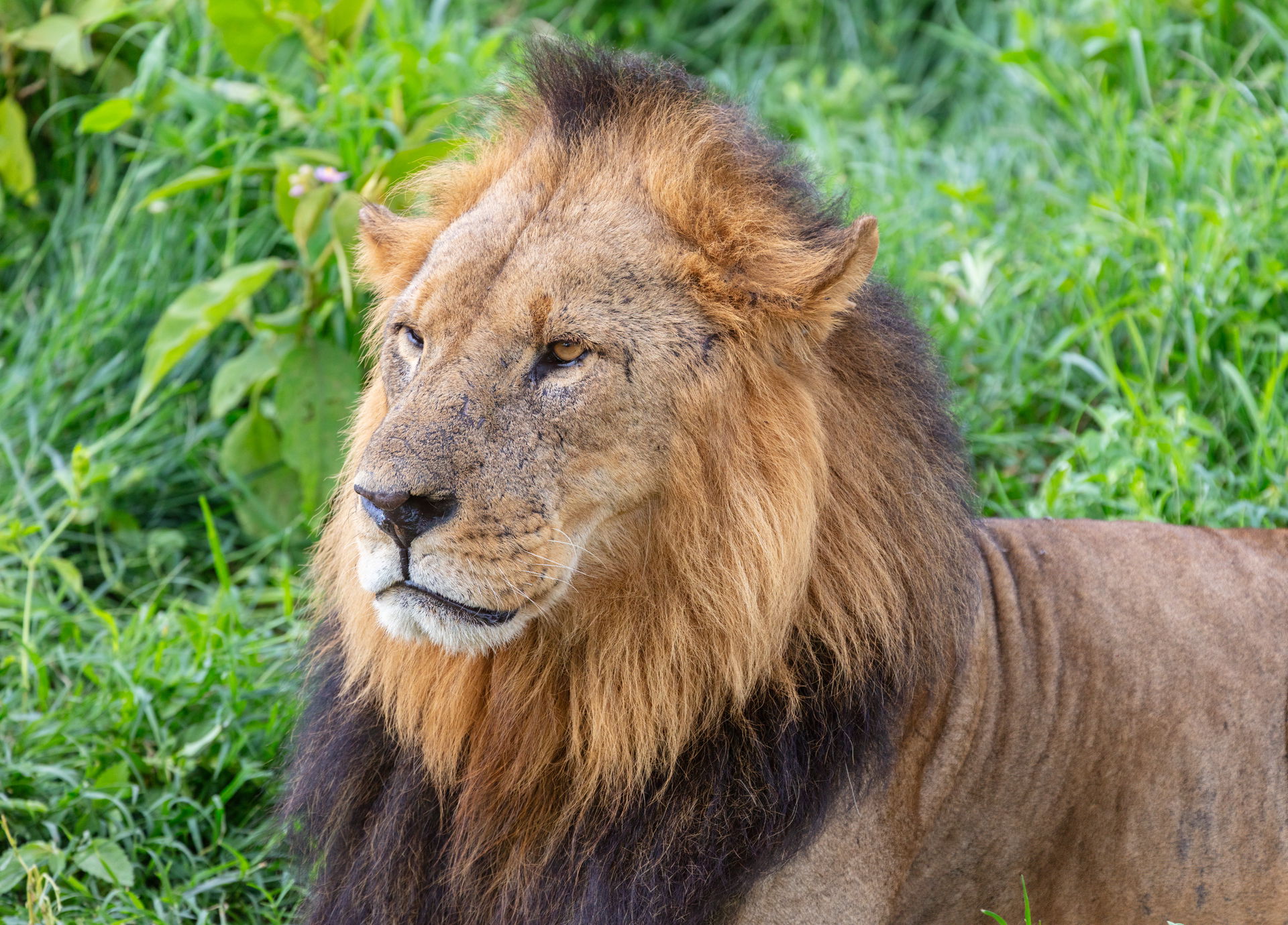 Lion (Panthera leo), Lake Nakuru National Park, Kenya
