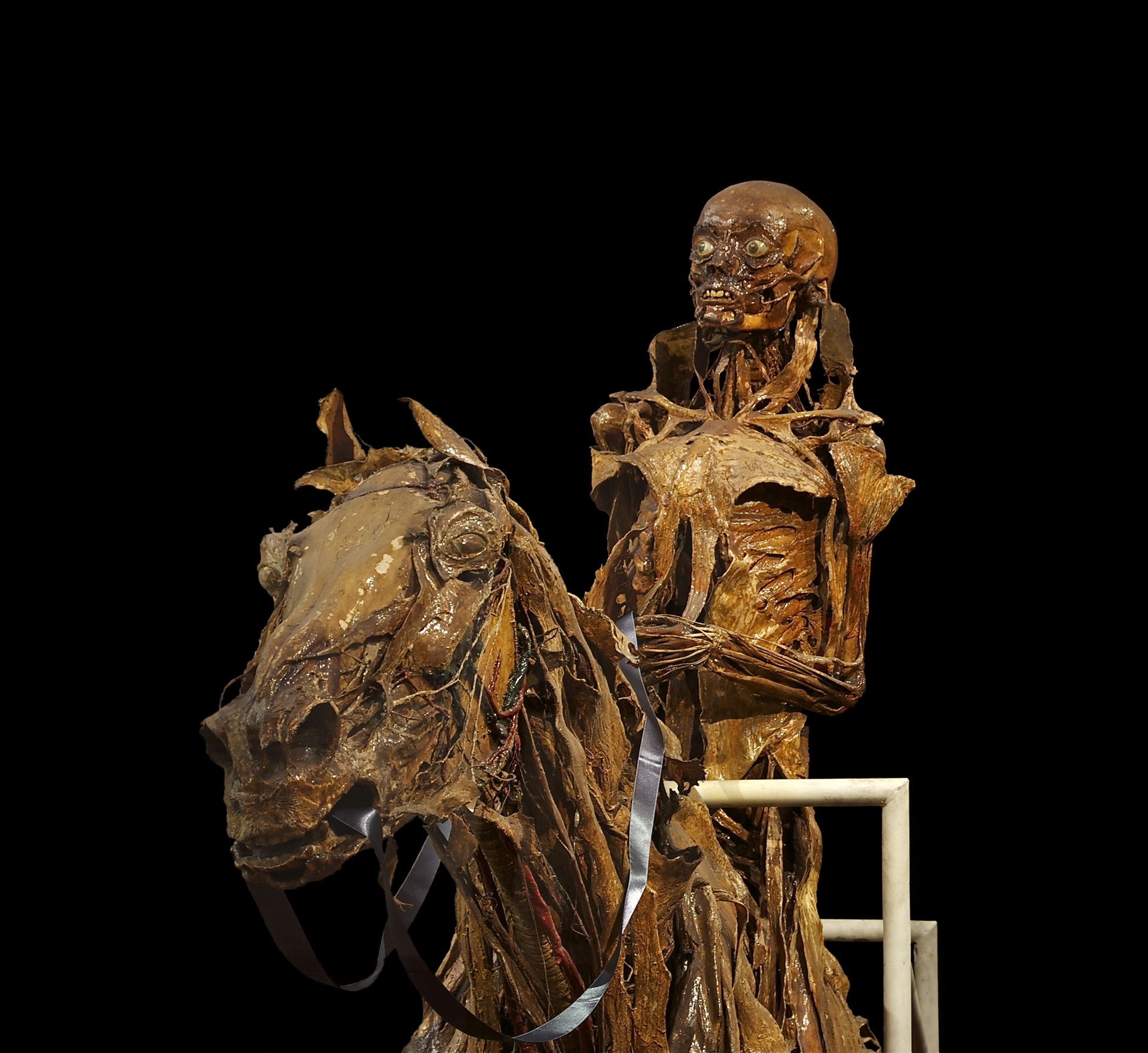 Detail of an écorché (with mummification) of a horse and its ri…