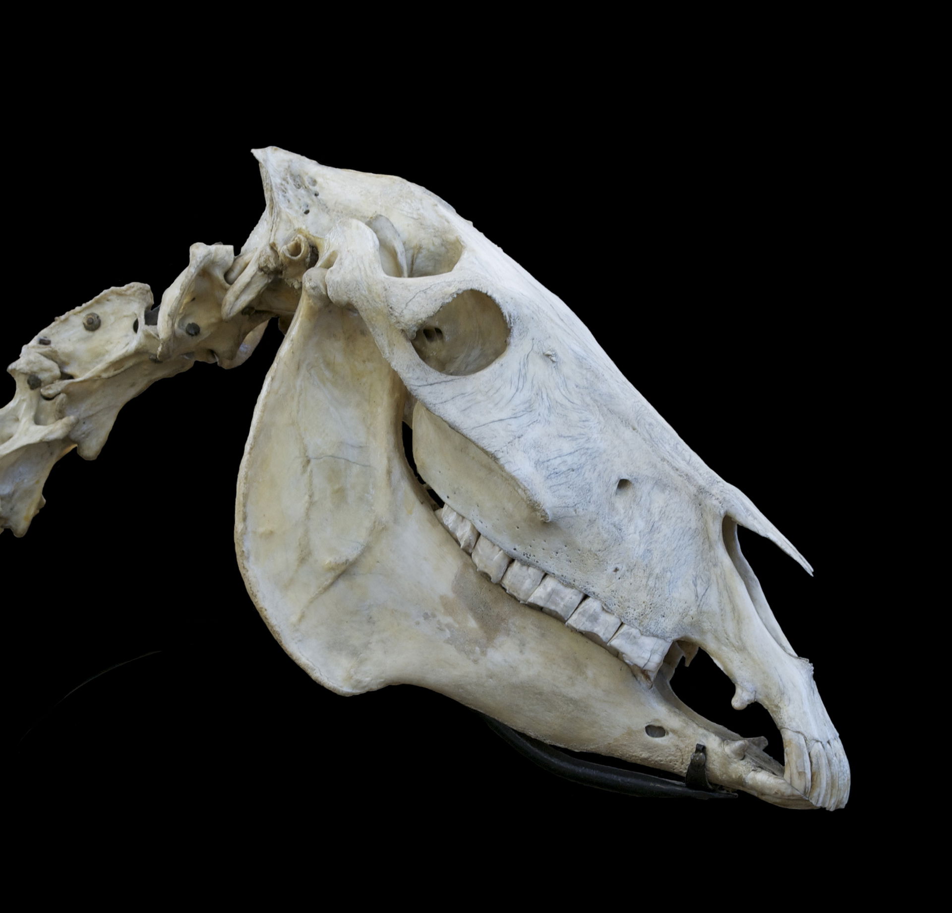 Old skull of a donkey (Equus asinus), Museum of the National Ve…