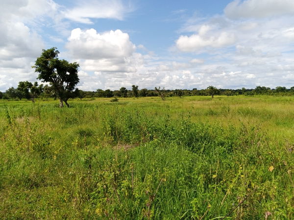 Tchaourou