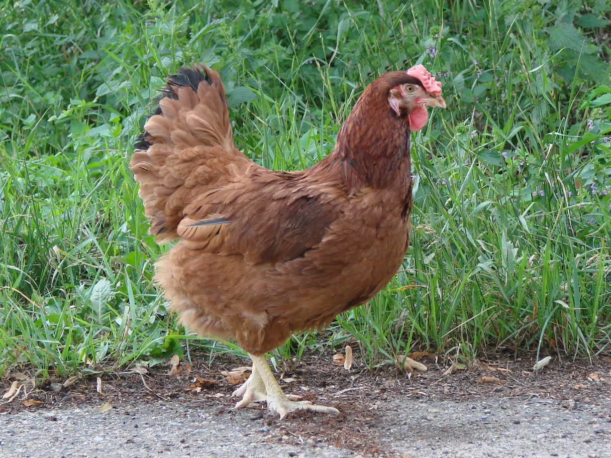 Poltava Clay female.
