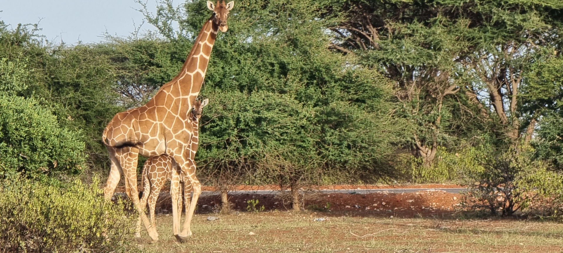Wildlife in wajir, Kenya