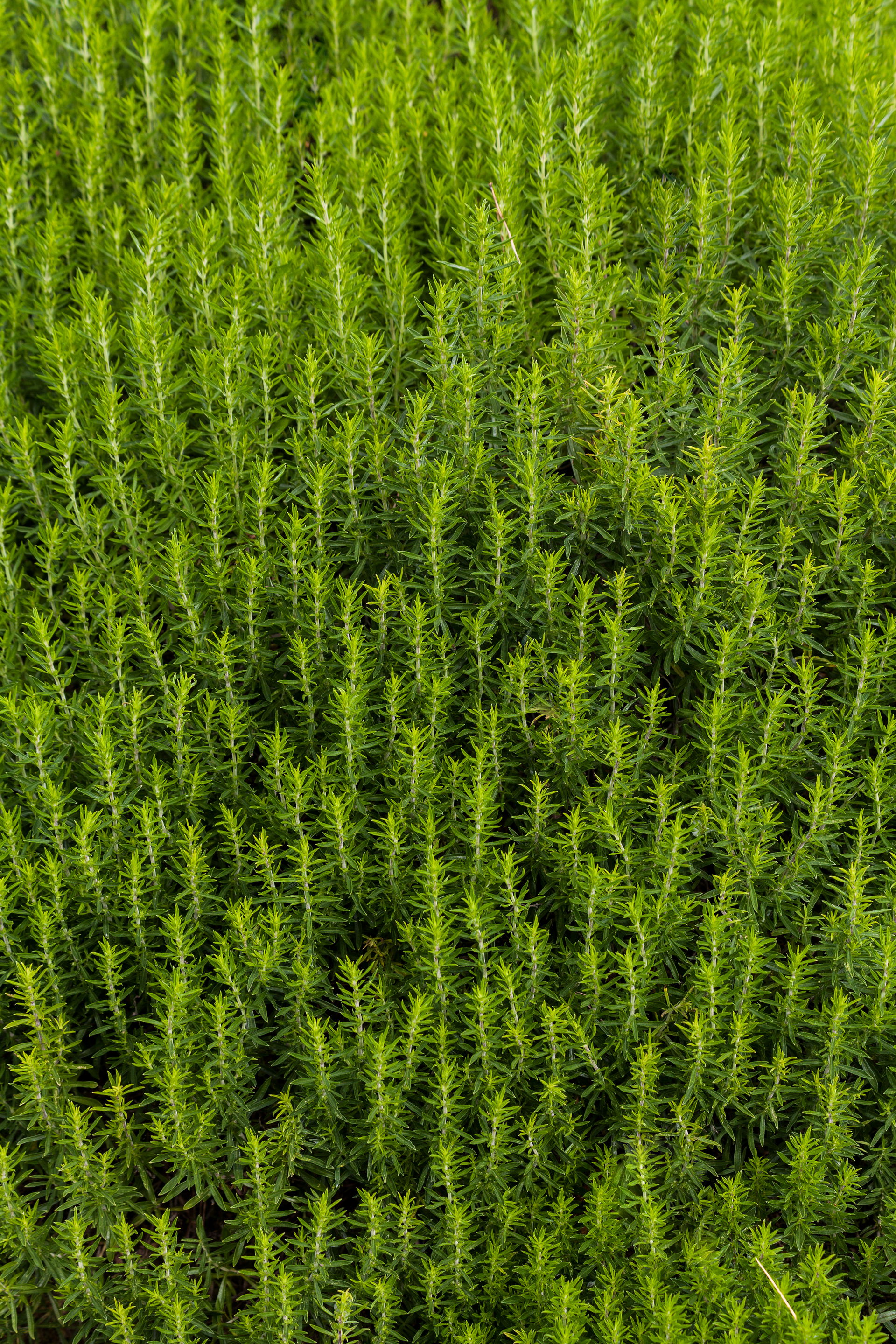 Satureja subspicata at the Royal Botanic Garden Edinburgh.
