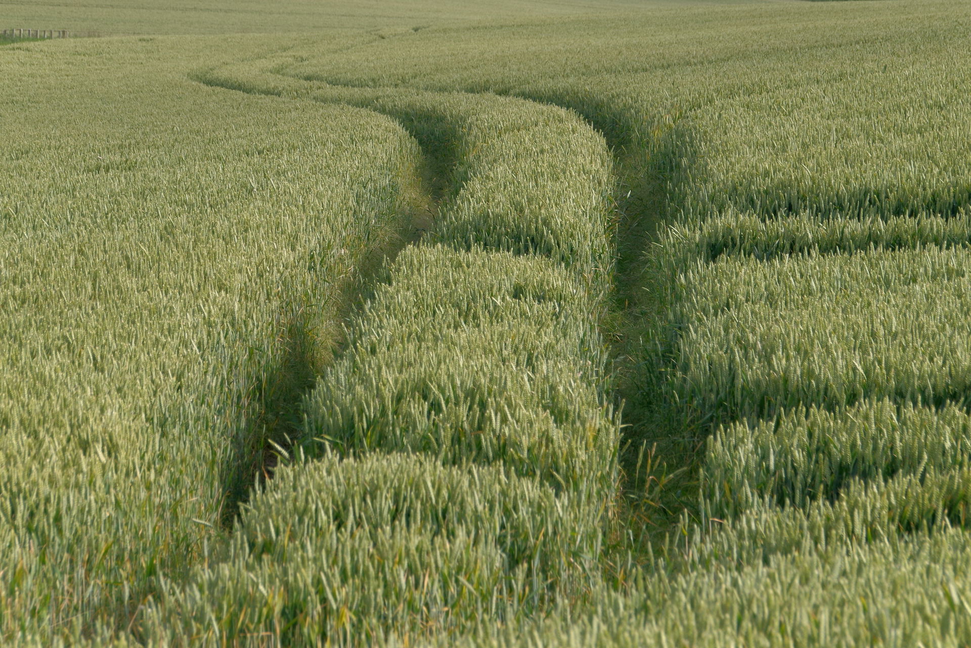 Tractor tracks through a field in Newham, Northumberland.