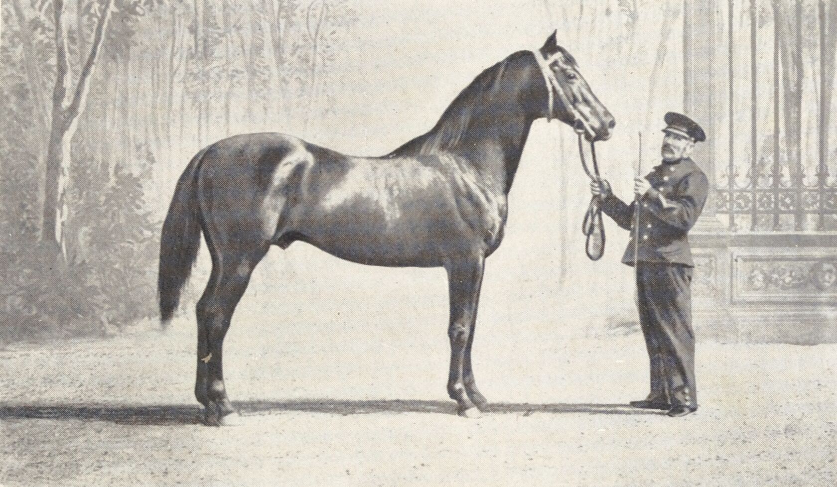 Dollar, French thoroughbred racehorse and sire.