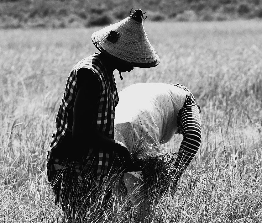 La vie diola à Kabrousse Basse-casamance Sénégal