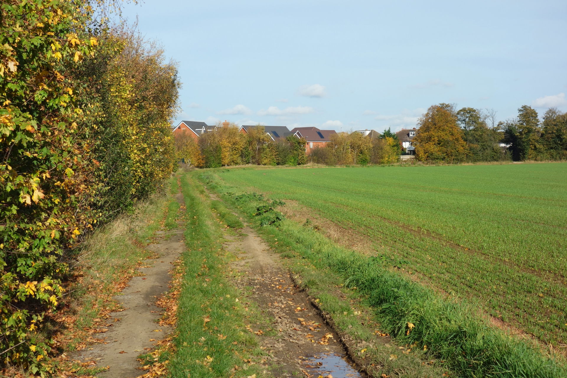 Field on the edge of Slough