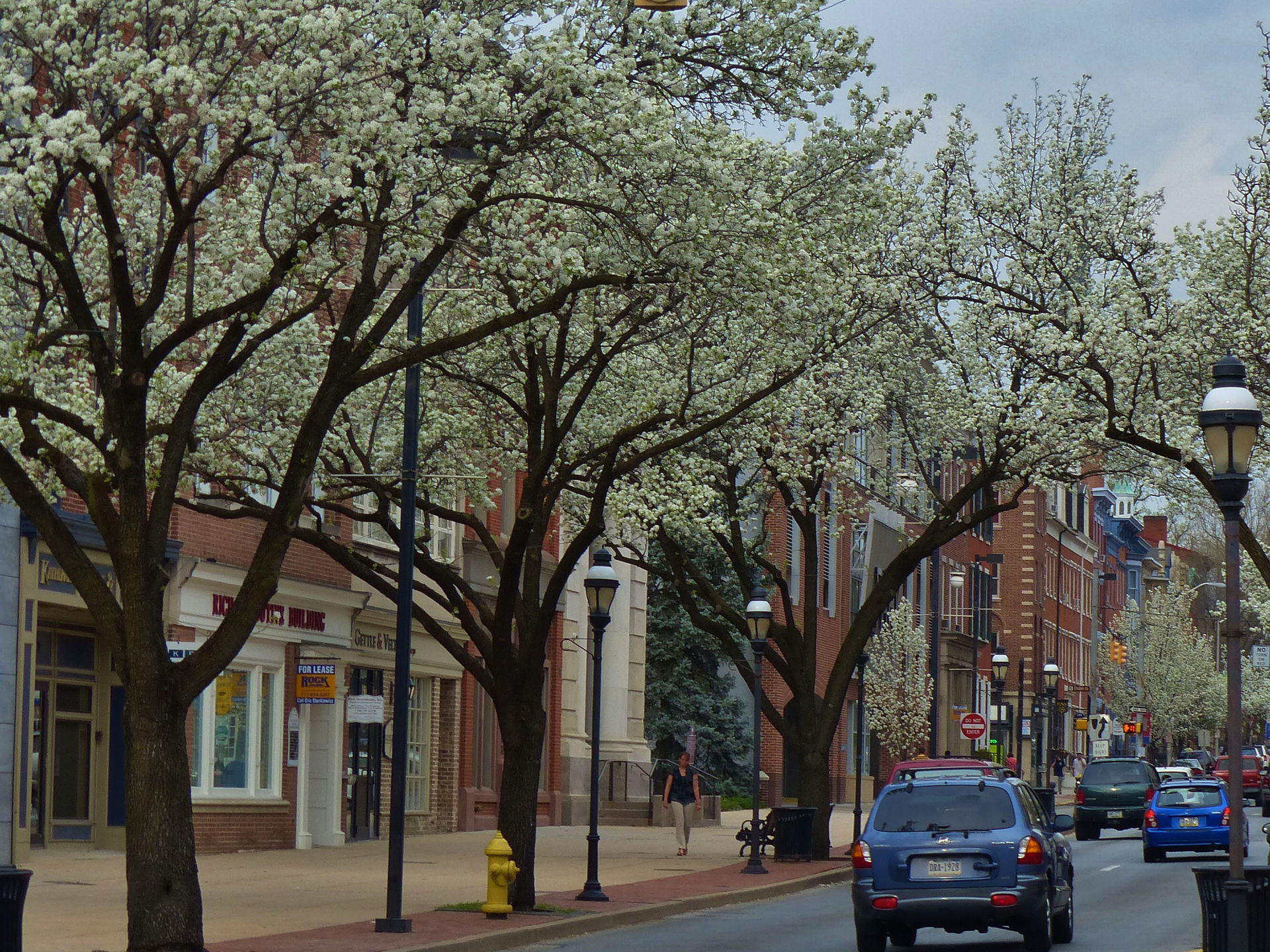Bradford Pear Trees in York, PA.
