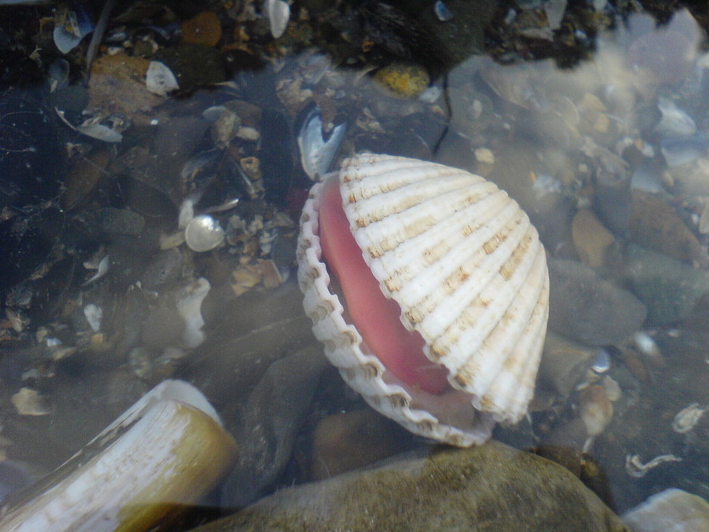 Inhabitant of Donabate