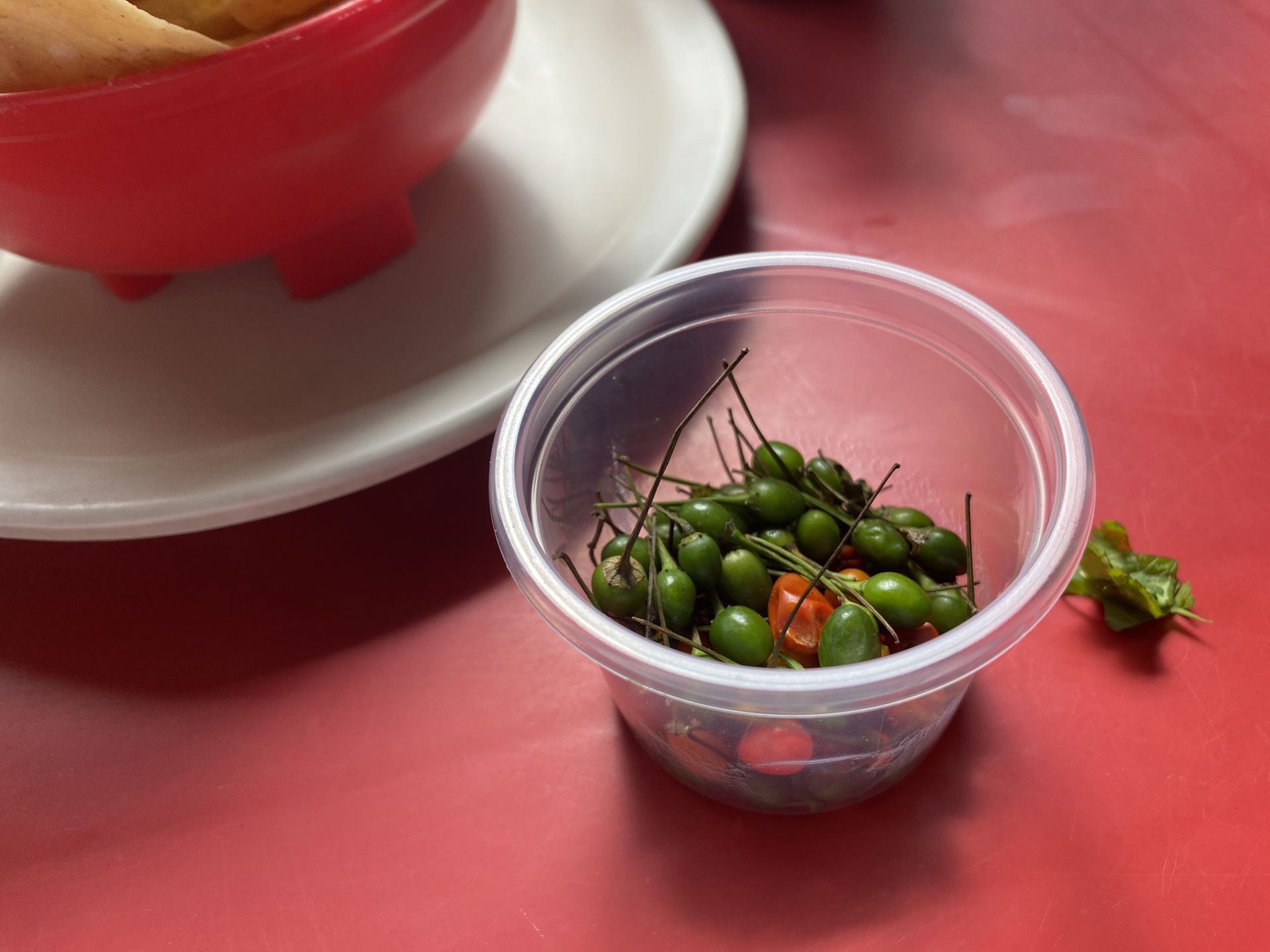 Portion of wild chile de monte silvestre, served at "Las Gordit…