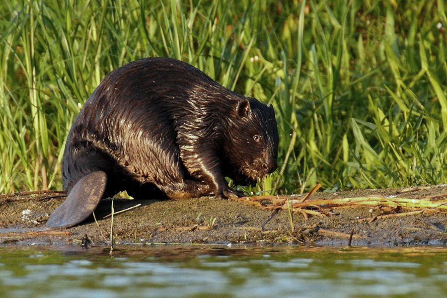 Eurasian beaver (Castor fiber vistulanus) - next to the beaver …