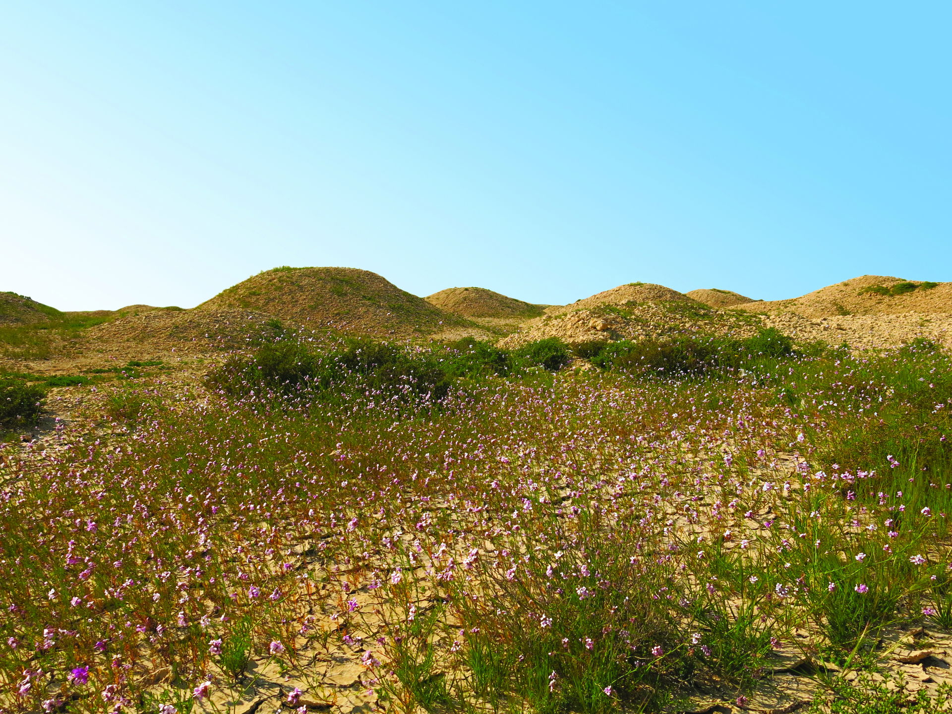 Madinat Hamad 1 Burial Mound Field