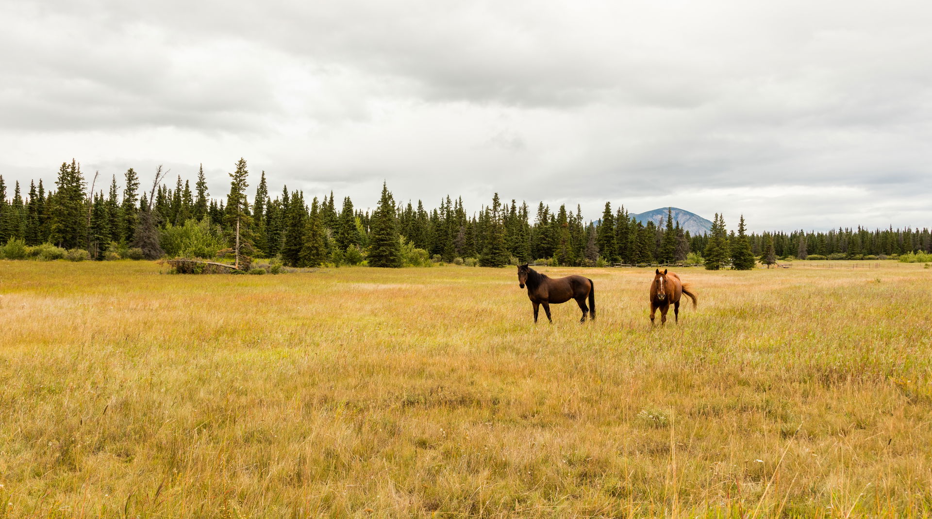 Horses in Haines Junction, Yukon, Canada
