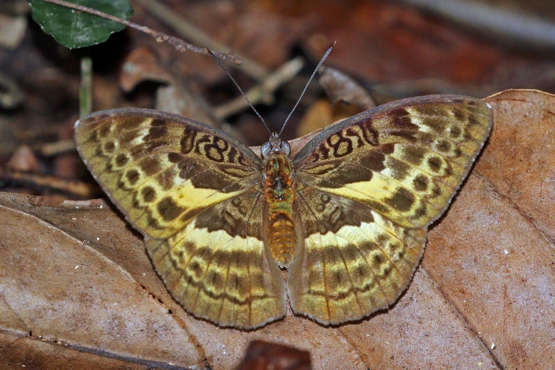 Hewitson's forester (Bebearia tentyris) female, Kakum National …
