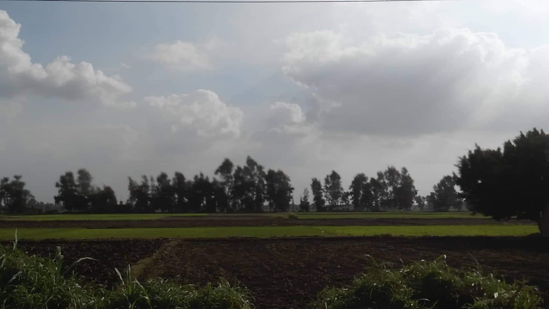The farms around diarb negm town ,al sharqeia , egypt