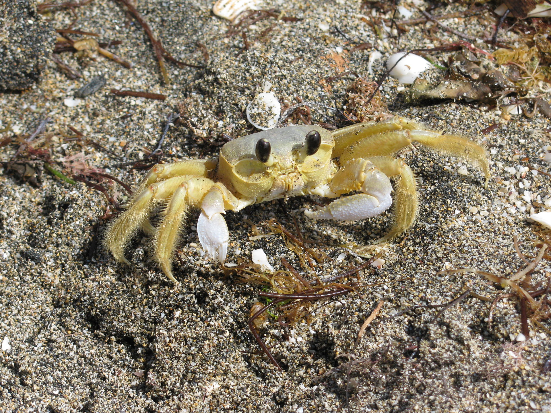 Ocypode quadrata from South Frigate Bay beach in Saint Kitts.