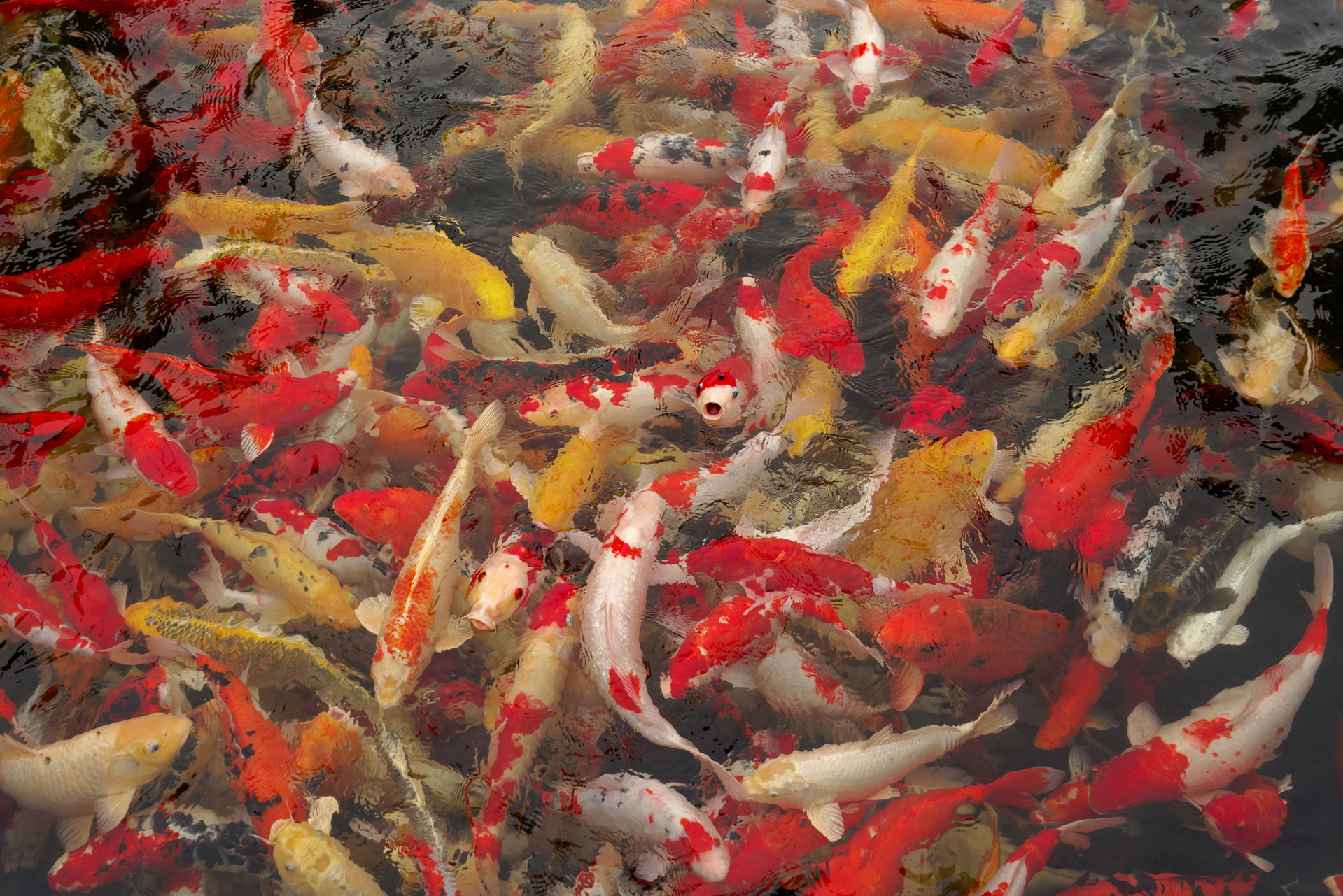 Fish pond in Sun World Halong Park. Ha Long Town, Vietnam
