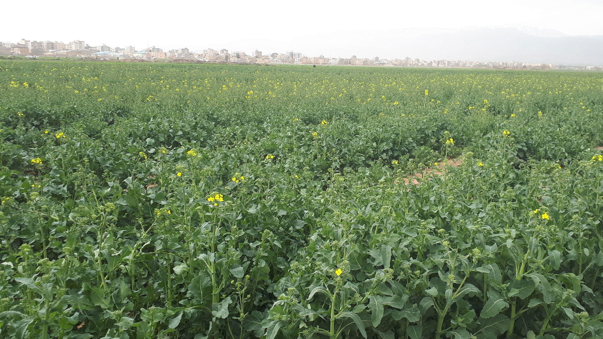View of District 1 of Nishapur from Baghrud Road