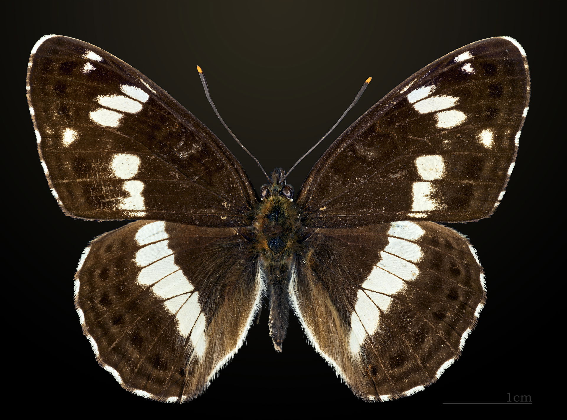 White Admiral - Dorsal side