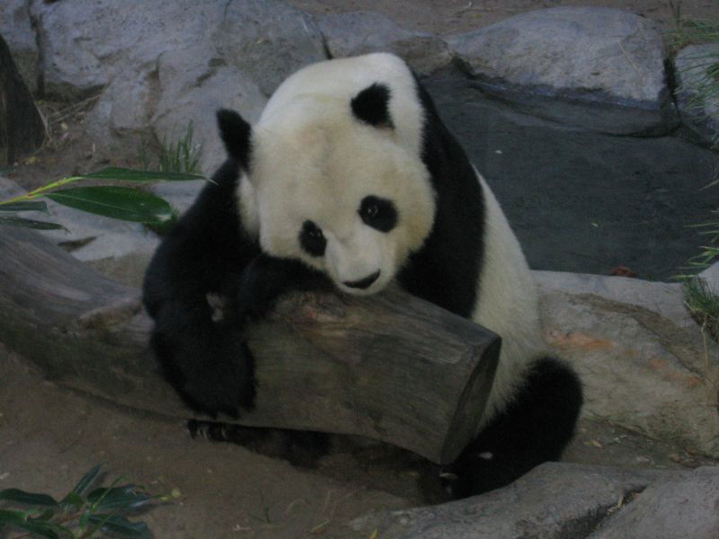 Papa panda