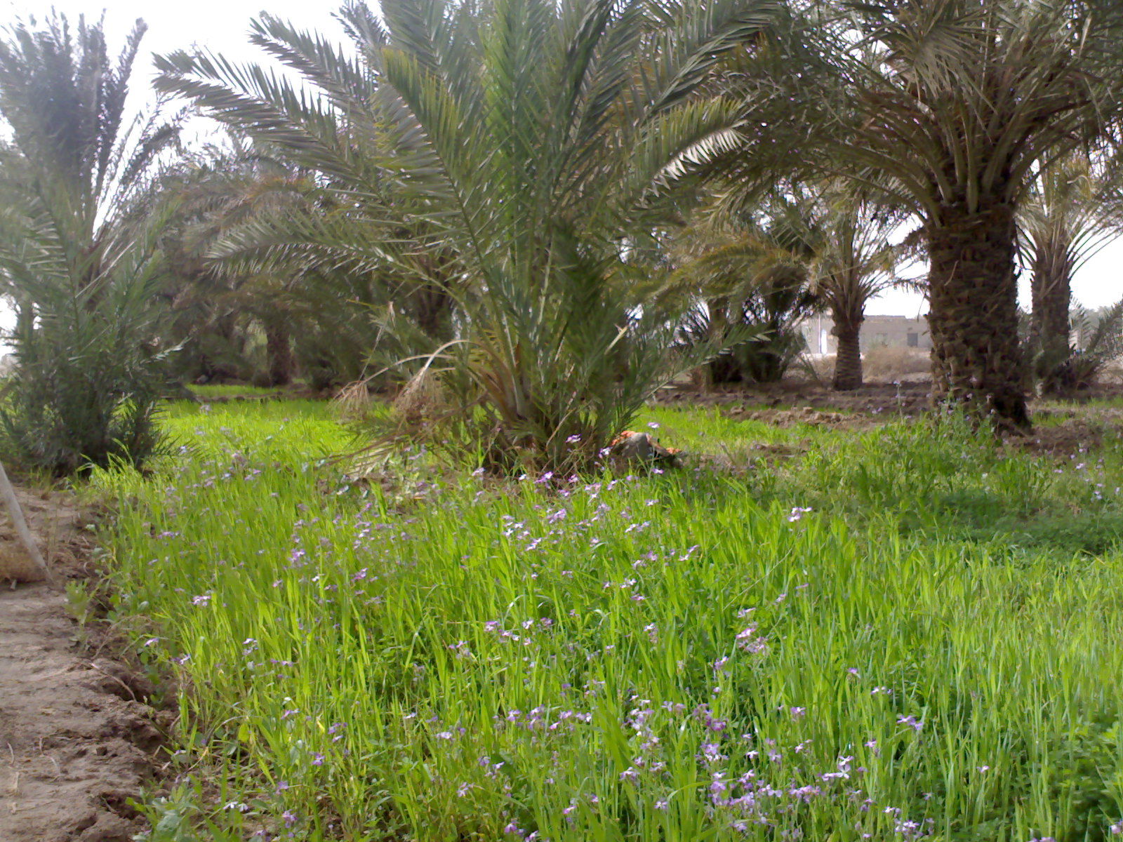 صورة لبستان من بساتين النحيل في بلدة القرنة التابعة لمحافظة الب…