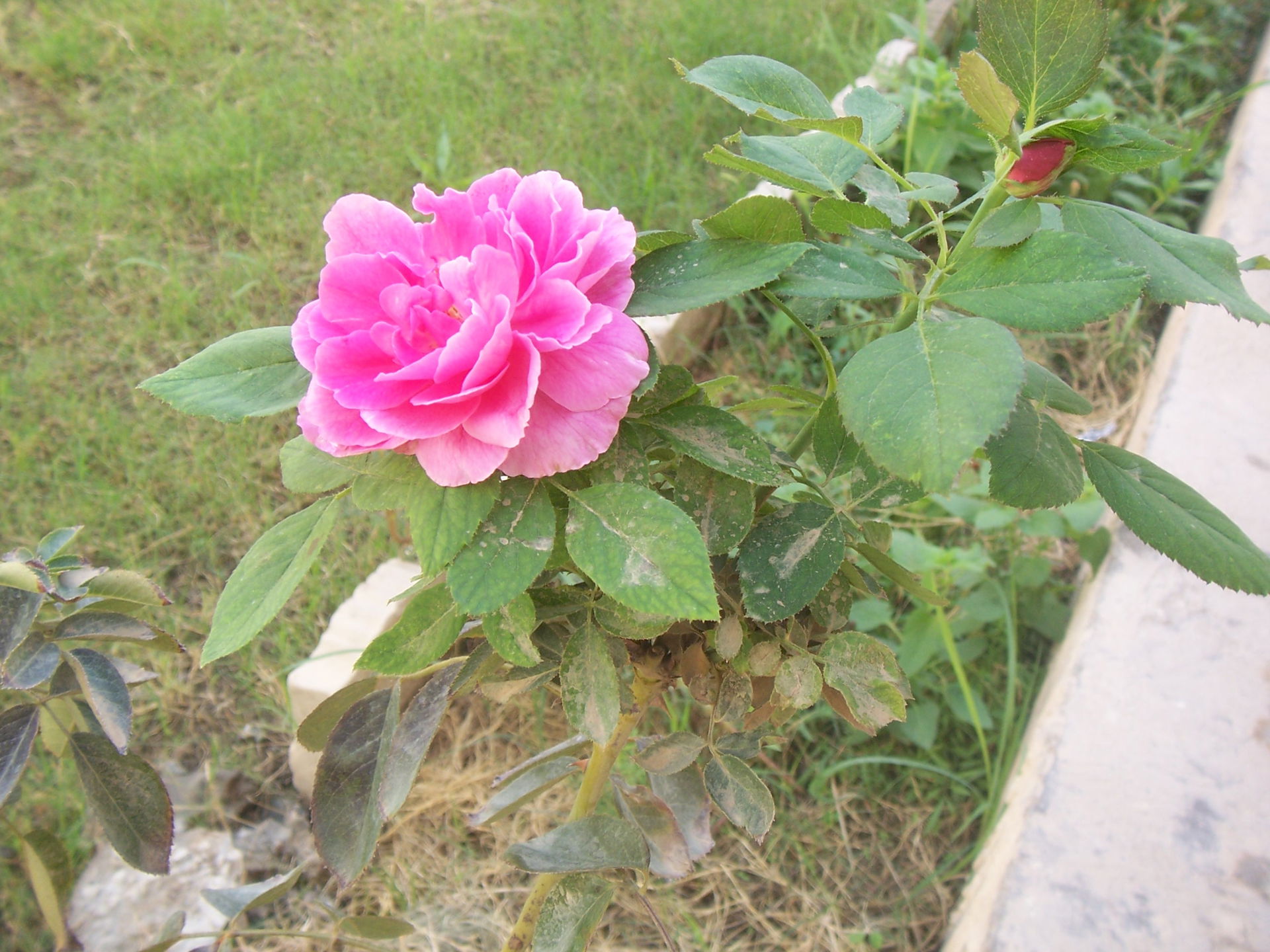 A rose in the courtyard of the officer's quarters, Taji, Iraq, …