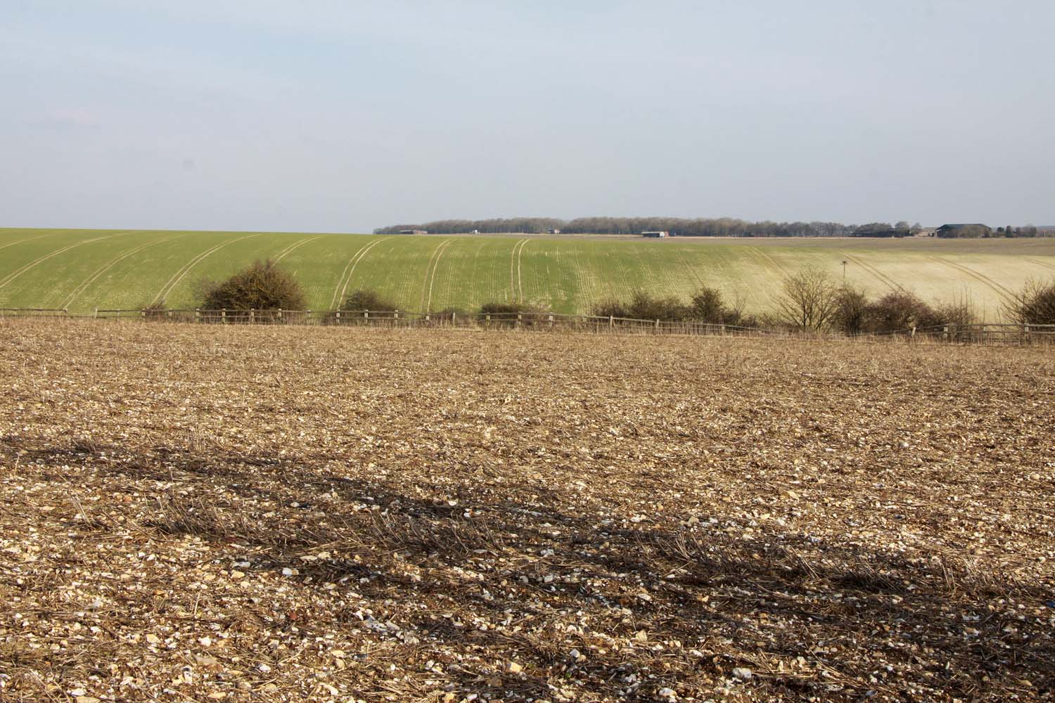 Field near East Ilsley