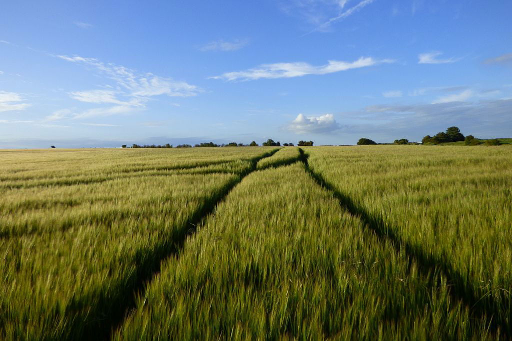 Farmland, East Ilsley
