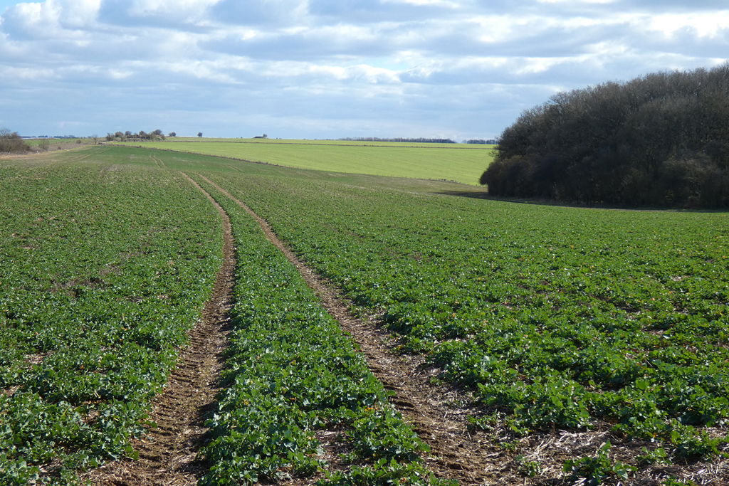 Farmland, East Ilsley