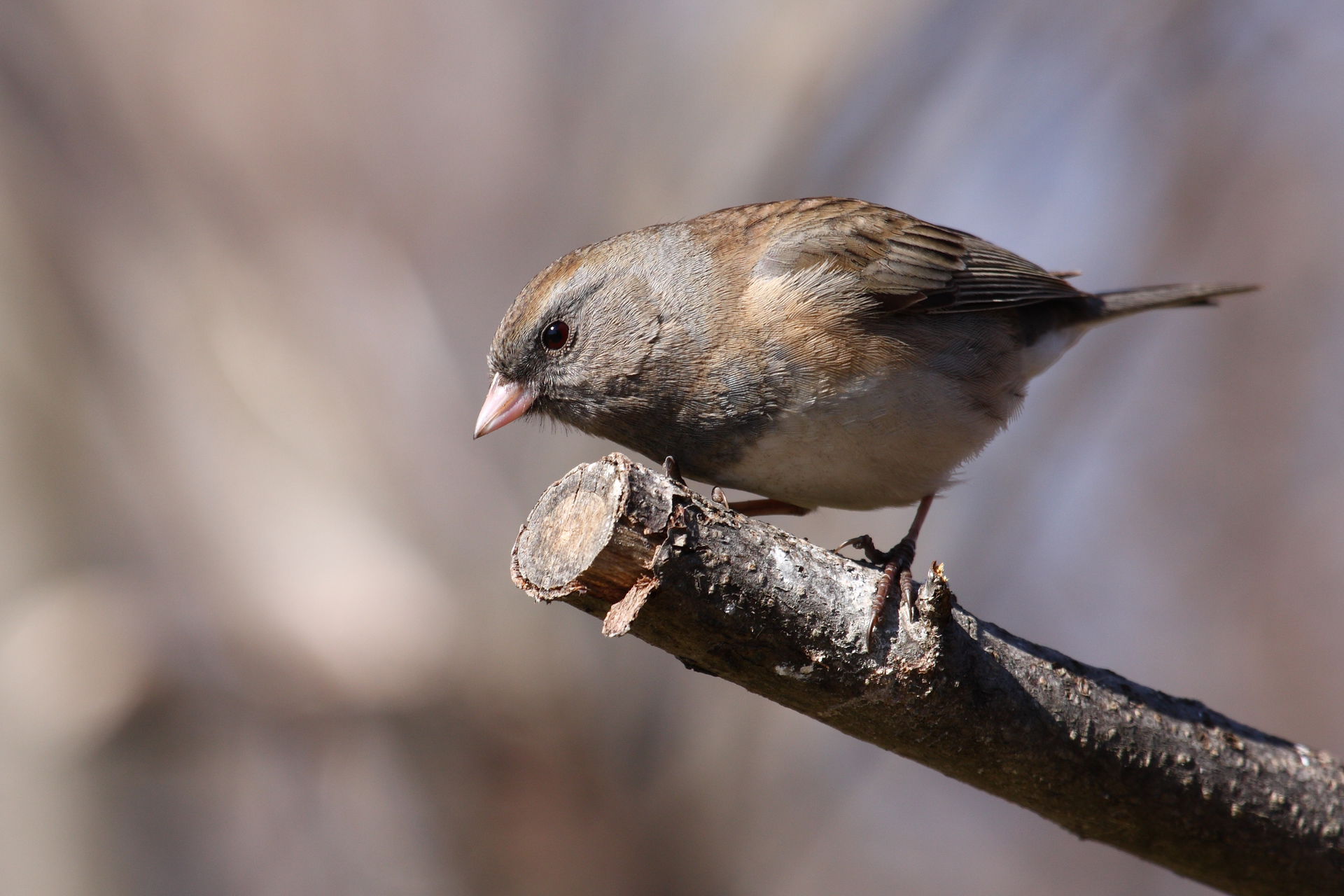Dark-eyed Junco (Junco hyemalis hyemalis) female, Cap Tourmente…